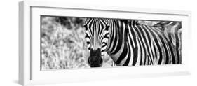 Awesome South Africa Collection Panoramic - Zebra Portrait B&W-Philippe Hugonnard-Framed Photographic Print