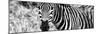 Awesome South Africa Collection Panoramic - Zebra Portrait B&W-Philippe Hugonnard-Mounted Photographic Print