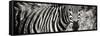 Awesome South Africa Collection Panoramic - Zebra Portrait II-Philippe Hugonnard-Framed Stretched Canvas