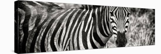 Awesome South Africa Collection Panoramic - Zebra Portrait II-Philippe Hugonnard-Stretched Canvas