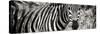 Awesome South Africa Collection Panoramic - Zebra Portrait II-Philippe Hugonnard-Stretched Canvas