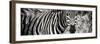 Awesome South Africa Collection Panoramic - Zebra Portrait II-Philippe Hugonnard-Framed Photographic Print