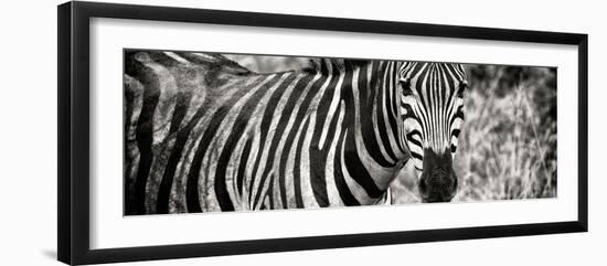 Awesome South Africa Collection Panoramic - Zebra Portrait II-Philippe Hugonnard-Framed Photographic Print