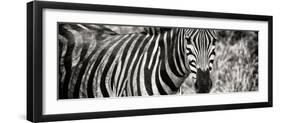 Awesome South Africa Collection Panoramic - Zebra Portrait II-Philippe Hugonnard-Framed Photographic Print