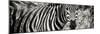 Awesome South Africa Collection Panoramic - Zebra Portrait II-Philippe Hugonnard-Mounted Photographic Print