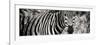 Awesome South Africa Collection Panoramic - Zebra Portrait II-Philippe Hugonnard-Framed Photographic Print