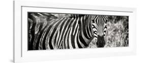 Awesome South Africa Collection Panoramic - Zebra Portrait II-Philippe Hugonnard-Framed Photographic Print