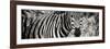Awesome South Africa Collection Panoramic - Zebra Portrait II-Philippe Hugonnard-Framed Photographic Print