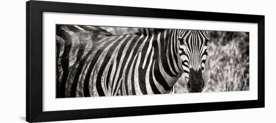 Awesome South Africa Collection Panoramic - Zebra Portrait II-Philippe Hugonnard-Framed Photographic Print