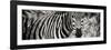 Awesome South Africa Collection Panoramic - Zebra Portrait II-Philippe Hugonnard-Framed Photographic Print