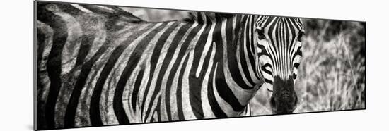 Awesome South Africa Collection Panoramic - Zebra Portrait II-Philippe Hugonnard-Mounted Photographic Print