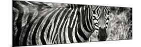 Awesome South Africa Collection Panoramic - Zebra Portrait II-Philippe Hugonnard-Mounted Photographic Print