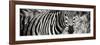 Awesome South Africa Collection Panoramic - Zebra Portrait II-Philippe Hugonnard-Framed Photographic Print