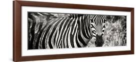 Awesome South Africa Collection Panoramic - Zebra Portrait II-Philippe Hugonnard-Framed Photographic Print