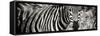 Awesome South Africa Collection Panoramic - Zebra Portrait II-Philippe Hugonnard-Framed Stretched Canvas