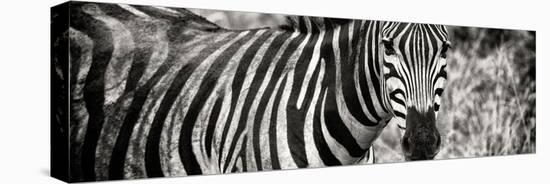 Awesome South Africa Collection Panoramic - Zebra Portrait II-Philippe Hugonnard-Stretched Canvas