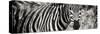 Awesome South Africa Collection Panoramic - Zebra Portrait II-Philippe Hugonnard-Stretched Canvas