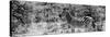 Awesome South Africa Collection Panoramic - Zebra Profile B&W-Philippe Hugonnard-Stretched Canvas