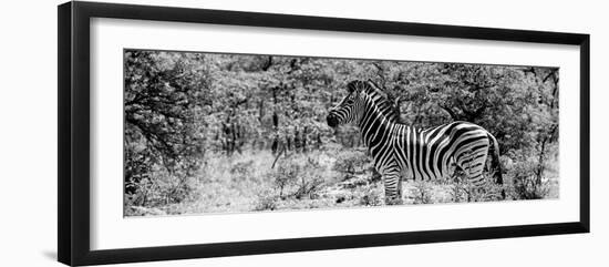 Awesome South Africa Collection Panoramic - Zebra Profile B&W-Philippe Hugonnard-Framed Photographic Print