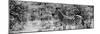 Awesome South Africa Collection Panoramic - Zebra Profile B&W-Philippe Hugonnard-Mounted Photographic Print