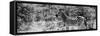 Awesome South Africa Collection Panoramic - Zebra Profile B&W-Philippe Hugonnard-Framed Stretched Canvas