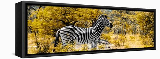Awesome South Africa Collection Panoramic - Zebra Profile with Yellow Savanna-Philippe Hugonnard-Framed Stretched Canvas