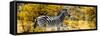 Awesome South Africa Collection Panoramic - Zebra Profile with Yellow Savanna-Philippe Hugonnard-Framed Stretched Canvas