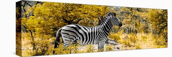 Awesome South Africa Collection Panoramic - Zebra Profile with Yellow Savanna-Philippe Hugonnard-Stretched Canvas