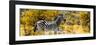 Awesome South Africa Collection Panoramic - Zebra Profile with Yellow Savanna-Philippe Hugonnard-Framed Photographic Print