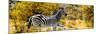 Awesome South Africa Collection Panoramic - Zebra Profile with Yellow Savanna-Philippe Hugonnard-Mounted Photographic Print