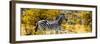 Awesome South Africa Collection Panoramic - Zebra Profile with Yellow Savanna-Philippe Hugonnard-Framed Premium Photographic Print