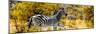 Awesome South Africa Collection Panoramic - Zebra Profile with Yellow Savanna-Philippe Hugonnard-Mounted Premium Photographic Print