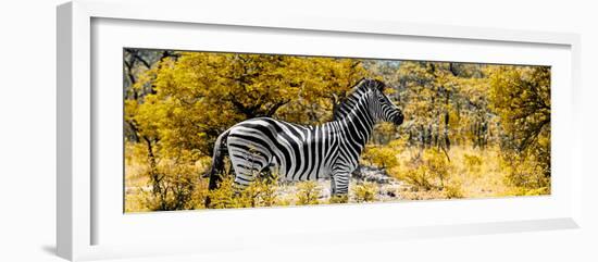 Awesome South Africa Collection Panoramic - Zebra Profile with Yellow Savanna-Philippe Hugonnard-Framed Photographic Print