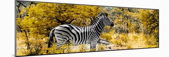 Awesome South Africa Collection Panoramic - Zebra Profile with Yellow Savanna-Philippe Hugonnard-Mounted Photographic Print