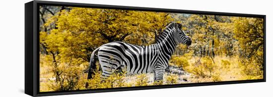 Awesome South Africa Collection Panoramic - Zebra Profile with Yellow Savanna-Philippe Hugonnard-Framed Stretched Canvas