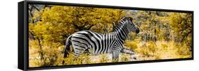 Awesome South Africa Collection Panoramic - Zebra Profile with Yellow Savanna-Philippe Hugonnard-Framed Stretched Canvas