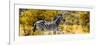 Awesome South Africa Collection Panoramic - Zebra Profile with Yellow Savanna-Philippe Hugonnard-Framed Photographic Print