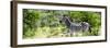 Awesome South Africa Collection Panoramic - Zebra Profile-Philippe Hugonnard-Framed Photographic Print