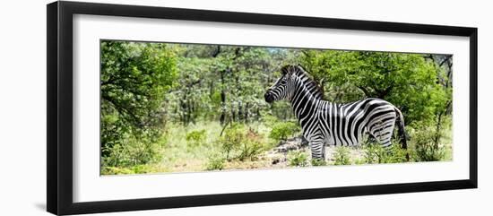 Awesome South Africa Collection Panoramic - Zebra Profile-Philippe Hugonnard-Framed Photographic Print