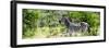 Awesome South Africa Collection Panoramic - Zebra Profile-Philippe Hugonnard-Framed Photographic Print