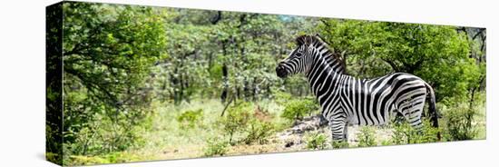 Awesome South Africa Collection Panoramic - Zebra Profile-Philippe Hugonnard-Stretched Canvas