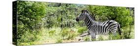 Awesome South Africa Collection Panoramic - Zebra Profile-Philippe Hugonnard-Stretched Canvas