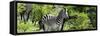 Awesome South Africa Collection Panoramic - Zebra-Philippe Hugonnard-Framed Stretched Canvas