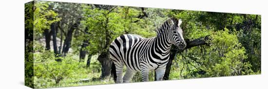 Awesome South Africa Collection Panoramic - Zebra-Philippe Hugonnard-Stretched Canvas