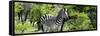 Awesome South Africa Collection Panoramic - Zebra-Philippe Hugonnard-Framed Stretched Canvas