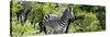 Awesome South Africa Collection Panoramic - Zebra-Philippe Hugonnard-Stretched Canvas