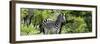Awesome South Africa Collection Panoramic - Zebra-Philippe Hugonnard-Framed Photographic Print
