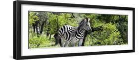 Awesome South Africa Collection Panoramic - Zebra-Philippe Hugonnard-Framed Photographic Print