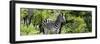 Awesome South Africa Collection Panoramic - Zebra-Philippe Hugonnard-Framed Photographic Print