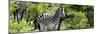 Awesome South Africa Collection Panoramic - Zebra-Philippe Hugonnard-Mounted Photographic Print